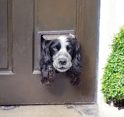 dog door installation apache restoration